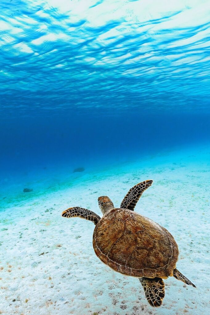 green sea turtle, green turtle, sea turtle