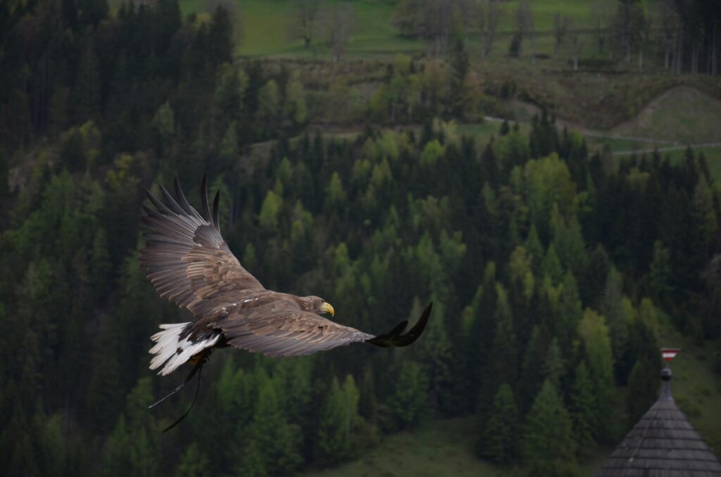 A powerful hawk in flight over a lush green forest, showcasing its impressive wingspan and natural beauty.