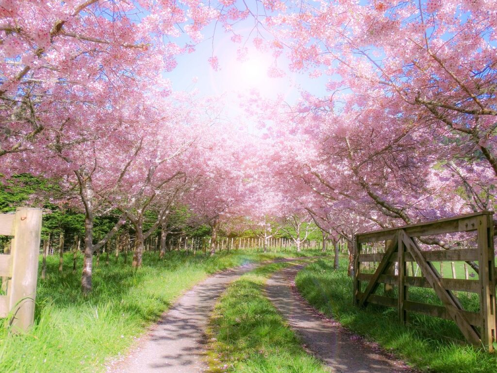 farm, gate, wooden, pink, blossom, spring, nature, rural, tree, gate, gate, gate, gate, gate