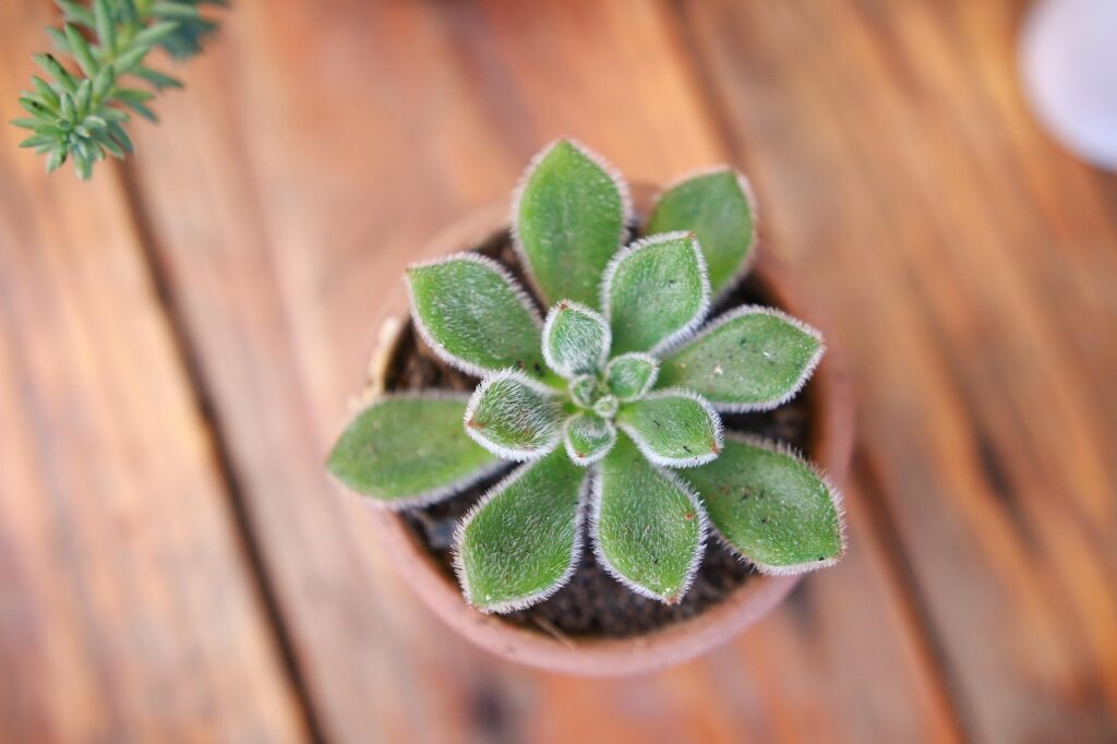 little plant, succulent, table plant, brown plant, brown table, brown plants, little plant, succulent, succulent, succulent, succulent, succulent, table plant