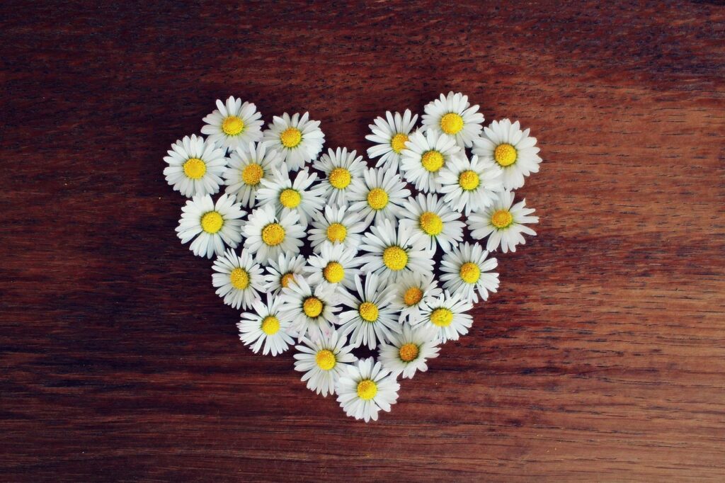 daisies, nature, heart, daisy heart, love, heart shaped, white daisies, bloom, beautiful flowers, blossom, flower background, flora, romantic, spring, symbol, flowers, flower heart, romance, decoration, flower wallpaper, decorative