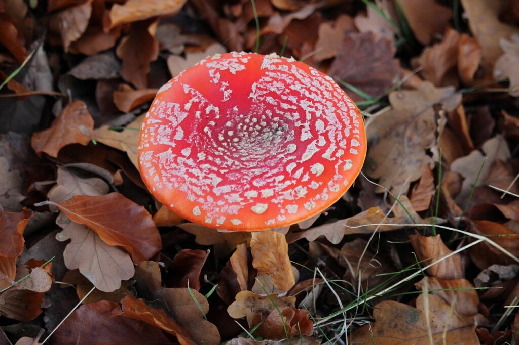 forest, color, autumn, nature, landscape, autumn forest, vote, mushroom