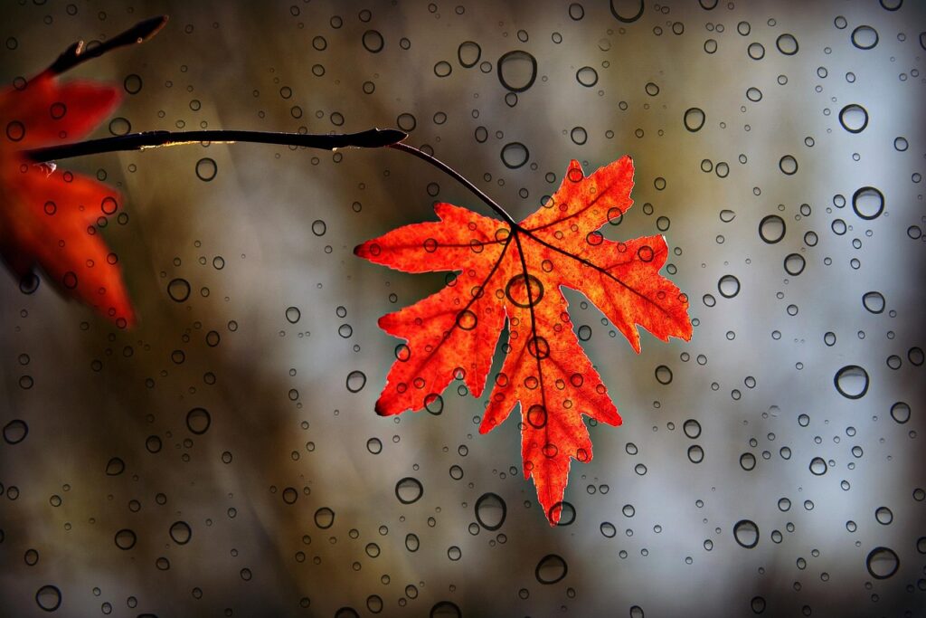leaf, maple, autumn, foliage, nature, botany, growth, season, fall, rain, water