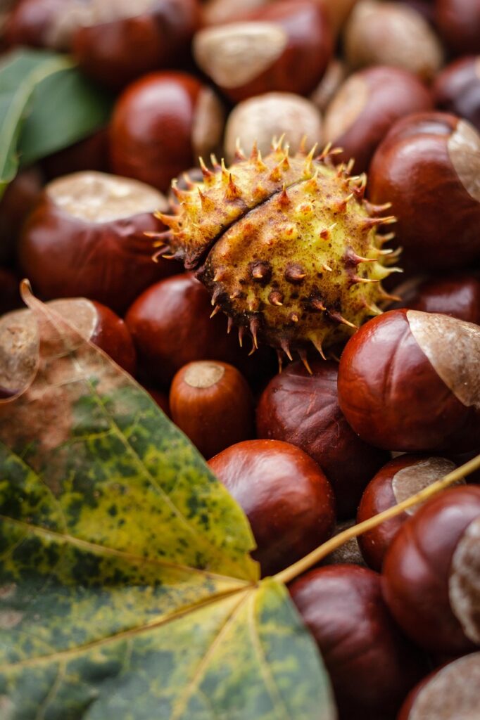 castanea, chestnut, autumn, nature, nut, buckeye, oak, ripe, autumn decoration, leaf