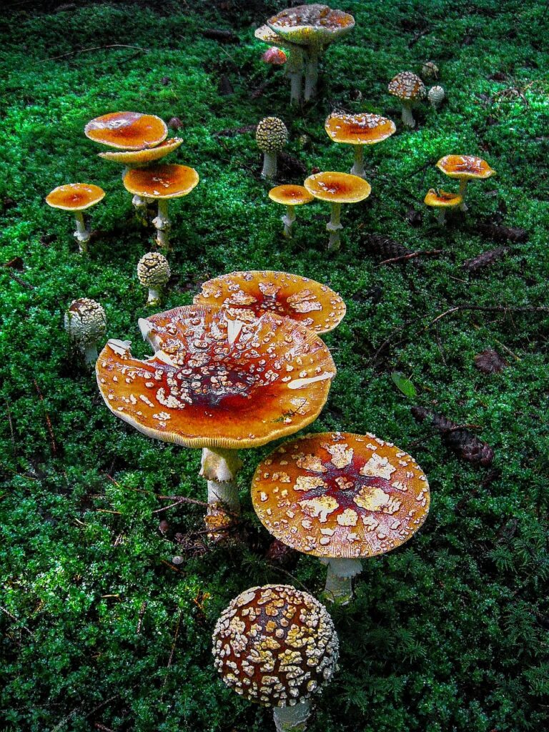 mushrooms, mushroom, forest, fly agaric, green, toxic, nature, swedish, nordic, moss, gift, mysterious, sweden