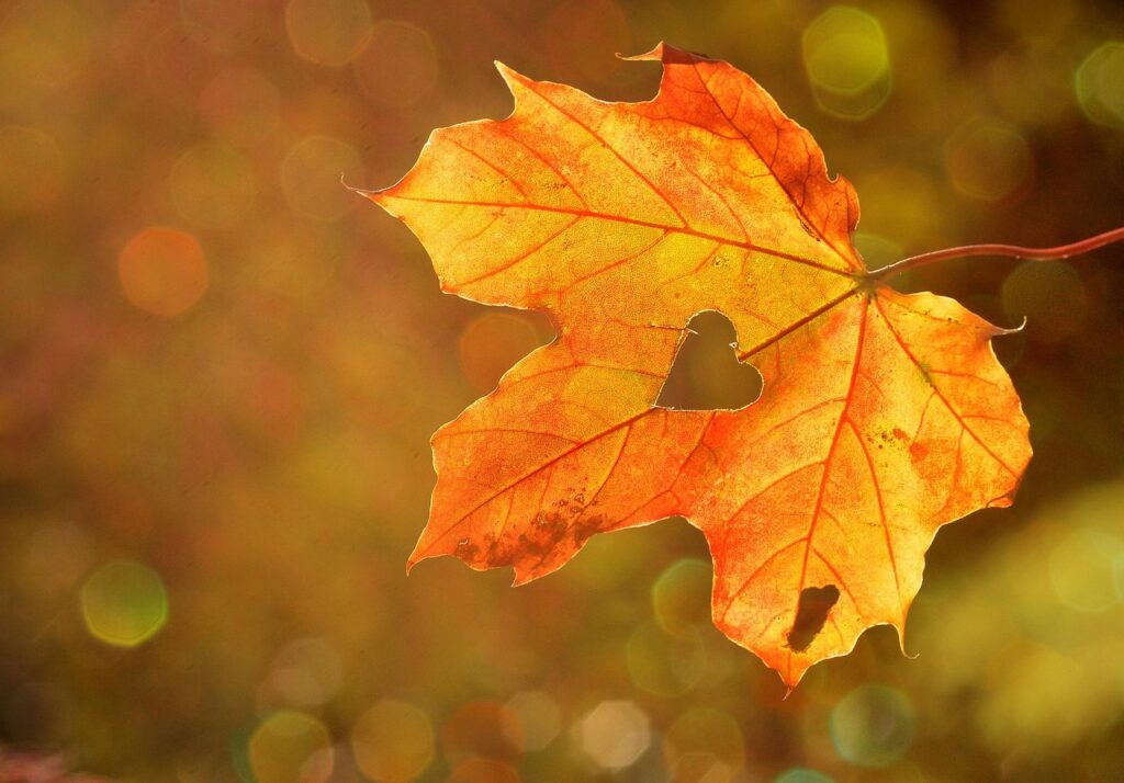 valentines day background, heart, leaf, autumn, maple, bokeh lights, autumn season, fall season, nature, maple leaf, nature wallpaper