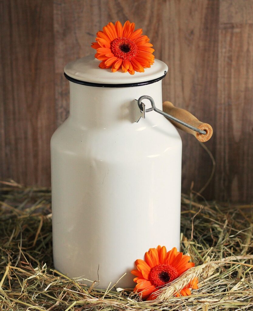 milk can, gerbera, flower, blossoms, white, flower background, flower wallpaper, beautiful flowers, straw, nature, orange, orange gerbera